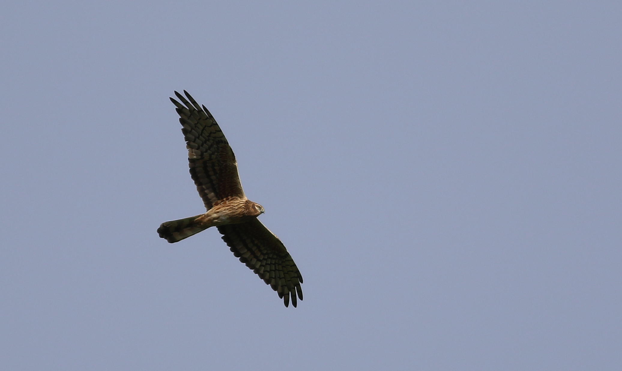 Montagu's Harrier
